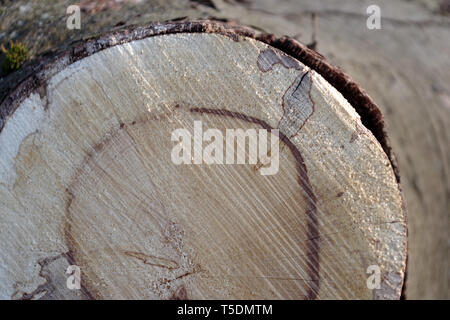 Coupe d'arbre mort qui est coupé dans le parc Dalmuir Banque D'Images