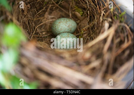 Oeufs dans le nid d'un blackbird Banque D'Images