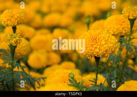 Tagètes Orange flower fields, selective focus Banque D'Images