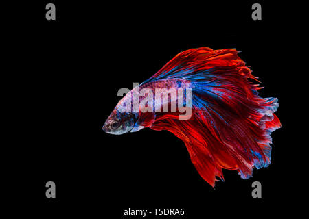 Betta rouge et bleu, poissons Poissons de combat siamois sur fond noir Banque D'Images