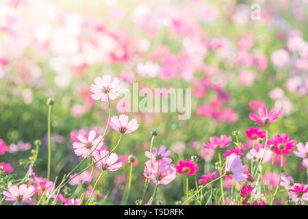 Soft, selective focus de Cosmos, l'arrière-plan flou pour fleurs, plantes colorées Banque D'Images