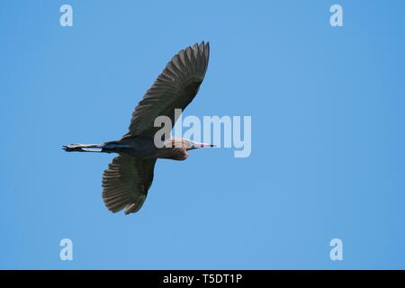 Aigrette garzette (Egretta rufescens rougeâtre), voler, blue sky, Rio Lagartos, Yucatan, Mexique Banque D'Images