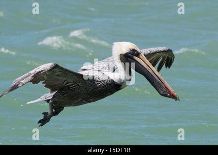 Pélican brun (Pelecanus occidentalis), vole au-dessus de l'eau, Rio Lagartos, Yucatan, Mexique Banque D'Images