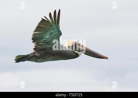 Pélican brun (Pelecanus occidentalis), flying, Rio Lagartos, Yucatan, Mexique Banque D'Images