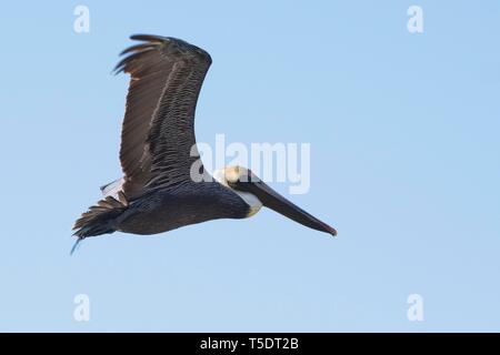 Pélican brun (Pelecanus occidentalis), flying, Rio Lagartos, Yucatan, Mexique Banque D'Images