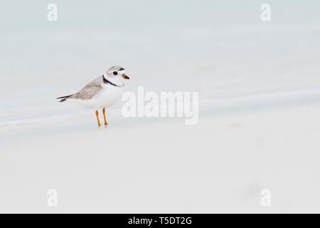 Kentish Plover (Charadrius alexandrinus) Comité permanent par l'eau, Cayo Santa Maria, Cuba Banque D'Images