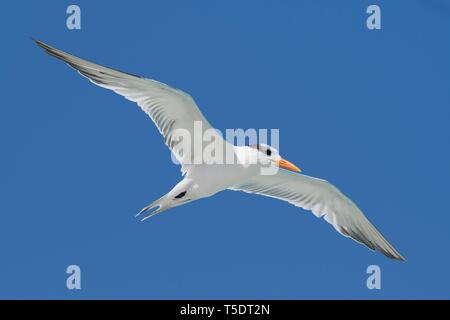 Sterne royale (Sterna maxima), volant, ciel bleu, Cayo Santa Maria, Cuba Banque D'Images