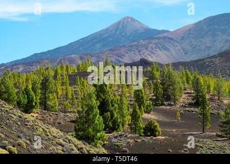 Île des pins (Pinus canariensis) off Volcan Teide, le Parc National du Teide, Tenerife, Canaries, Espagne Banque D'Images