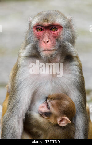 Singe Macaque avec un bébé à l'état sauvage Banque D'Images