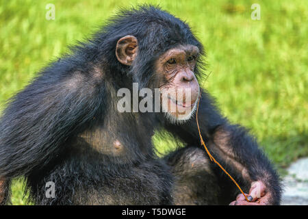 Chimpanzé dans vue en gros à jouer avec de l'herbe sèche à un Indien Wildlife Sanctuary Banque D'Images