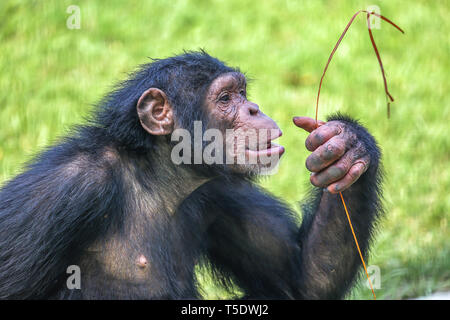 Chimpanzé jouant avec un brin d'herbe sèche à un sanctuaire de la faune en Inde Banque D'Images