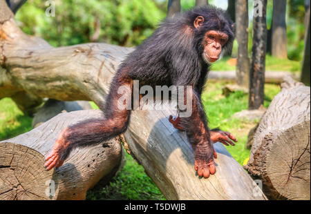 À Indian Wildlife Sanctuary de chimpanzés sautant sur un tronc d'arbre tombé Banque D'Images