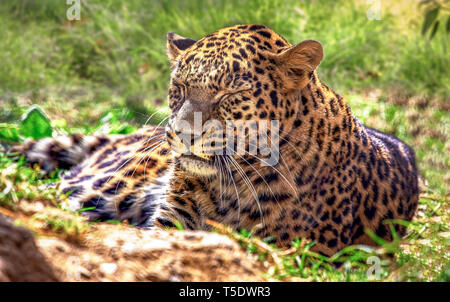 Leopard en vue rapprochée avec les yeux fermés à un Indien Wildlife Sanctuary Banque D'Images