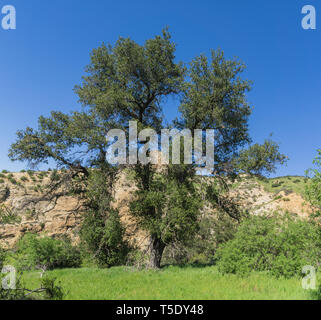 Grand Chêne d'arbres au milieu d'une étroite vallée rock dans le sud de la Californie. Banque D'Images
