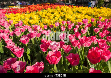Belles tulipes multicolores close-up Banque D'Images