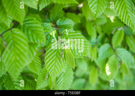 Fond vert feuilles Banque D'Images