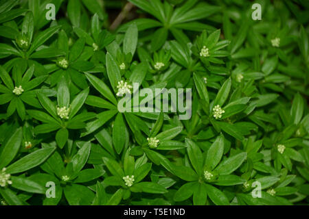 Le gaillet sweetscented plante macro vue du dessus, woodruff ou galium odoratum avec peu de fleurs blanches plantées dans le jardin Banque D'Images