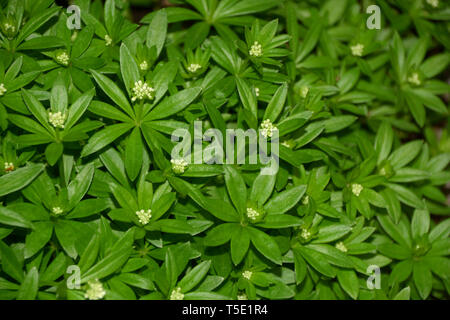 Le Galium odoratum aspérule ou avec peu de fleurs blanches plantées dans le jardin, sweet woodruff plante macro shot Banque D'Images