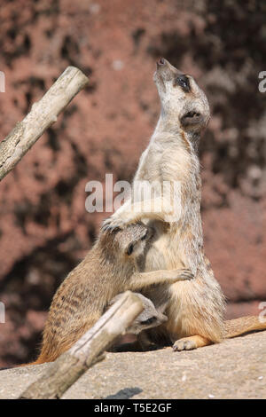 Le meerkat ou suricate est une petite carnivoran appartenant à la famille des mangoustes (Herpestidae). C'est la seule espèce du genre Suricata. Banque D'Images