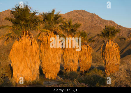 Les Palmiers (Washingtonia filifera) Anza-Borrego State Park, Californie - Lever du Soleil Banque D'Images