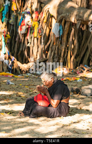 Vue verticale d'une vieille dame priant à un Wishing Tree à Rameswaram, Inde. Banque D'Images