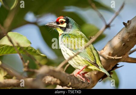 Coppersmith Barbet Banque D'Images