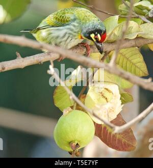 Coppersmith Barbet Banque D'Images