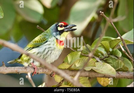 Coppersmith Barbet Banque D'Images