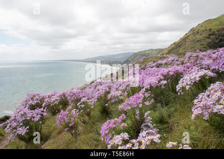 Une belle vue sur la Côte des Fleurs de rose sauvage près de la voie de l'Escarpement du Paekakariki Wellington, Nouvelle-Zélande Banque D'Images