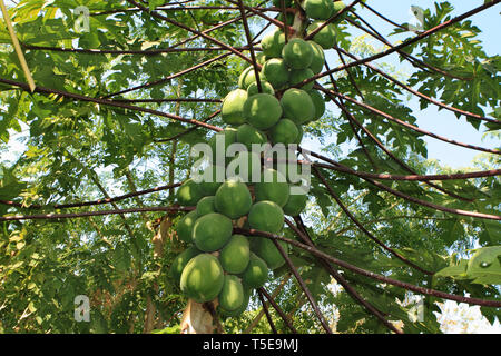 Pawpaw tree, nemawar, Madhya Pradesh, Inde, Asie Banque D'Images