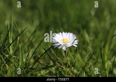 Fleur de printemps dans l'herbe verte, camomille blanc sur sunny meadow. Belle daisy dans la saison du printemps, de troubles de nature fond Banque D'Images