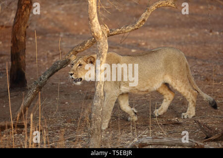 Lion cub sasan gir Gujarat Inde Asie Banque D'Images