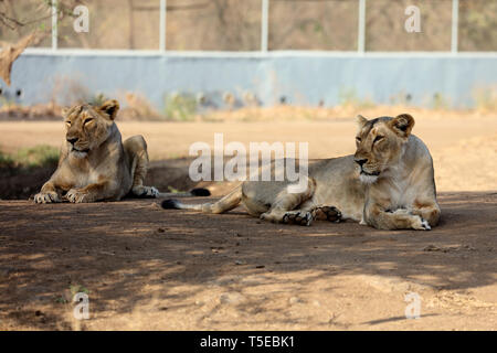 Sasan gir lionne Gujarat Inde Asie Banque D'Images