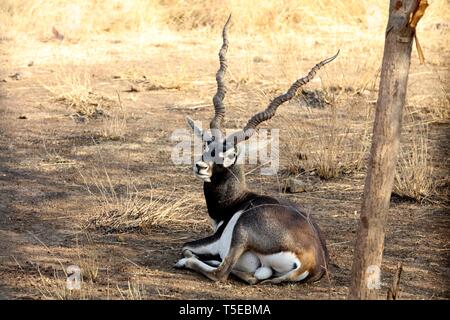 Blackbuck, Black Buck, antilope indienne, Antilope cervicapra, Sasan GIR, GIR National Park, Gujarat, Inde, Asie Banque D'Images