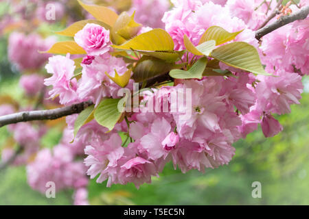 Cerisiers en fleurs (Sakura) dans le roi Michel I Park (anciennement Le Parc Herastrau), Bucarest, Roumanie, au printemps. Close up de la lumière des fleurs roses sur un arbre Banque D'Images