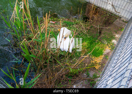 Cygne muet femelle dans son nid monticule, dans un milieu urbain du parc de la ville, près d'une allée piétonne et protégées contre les interractions par une clôture, avec co Banque D'Images