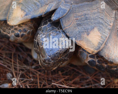 Marginated tortoise Testudo marginata, trouvé, dans une forêt de pins dans le sud de la Grèce, de l'habitat Banque D'Images