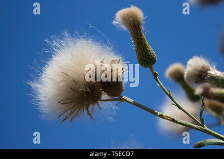 Plante ramifiée vert duveteux en plein air avec des graines dans un champ libre à l'état sauvage à l'encontre de ciel bleu... Banque D'Images
