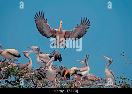 Oiseaux pélican atterrissant sur un arbre, Telineapuram, Telineapuram et les refuges d'oiseaux de Telukunchi, Tekkali, Srikakulam, Andhra Pradesh, Inde, Asie Banque D'Images