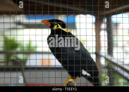 Hill Myna (parler Myna ou Quiscale bronzé) dans la cage . Oiseau thaï Banque D'Images