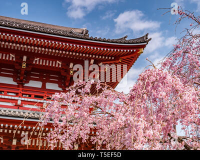 Fleur de cerisier au Temple Bouddhiste Senso-ji à Tokyo, Japon Banque D'Images