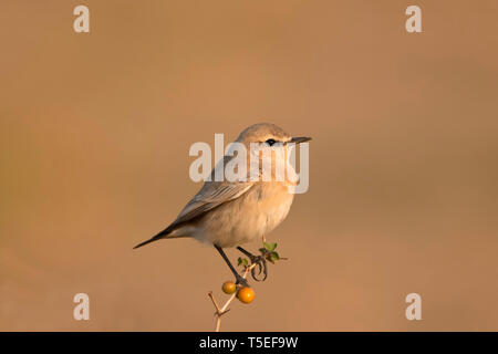 Isabelline traquet motteux, Oenanthe isabellina, une plus grande Rann de Kutch, Gujarat, Inde. Banque D'Images