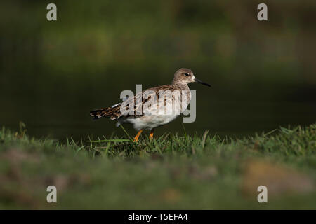 Ruff, Calidris pugnax, Jamnagar, Gujarat, Inde. Banque D'Images