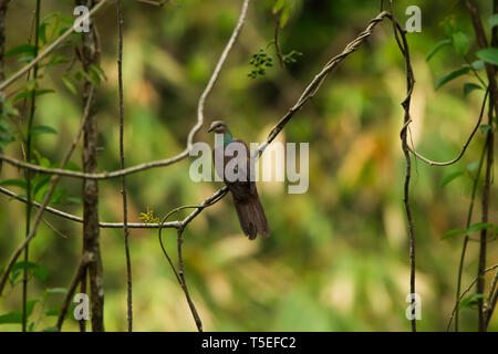 La tourterelle, Macropygia coucou unchall, Mahananda Wildlife Sanctuary, l'Est de l'Himalaya, en Inde. Banque D'Images