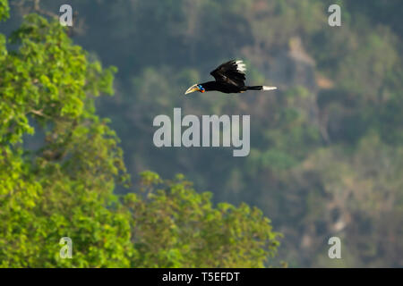 Calao à cou ROUX, femme, Latpanchar, Aceros nipalensis, Mahananda Wildlife Sanctuary, l'Est de l'Himalaya, en Inde. Banque D'Images