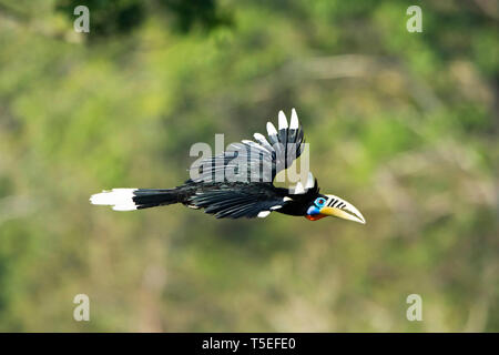 Calao à cou ROUX, femme, Latpanchar, Aceros nipalensis, Mahananda Wildlife Sanctuary, l'Est de l'Himalaya, en Inde. Banque D'Images