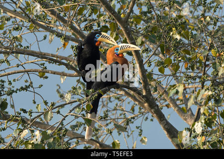 Calao à cou ROUX, femme, homme, Latpanchar, Aceros nipalensis, Mahananda Wildlife Sanctuary, l'Est de l'Himalaya, en Inde. Banque D'Images