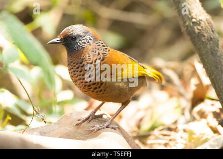 Chestnut-couronné laughingthrush, erythrocephalum Trochalopteron, le Parc National de Singalila, Darjeeling, West Bengal, India. Banque D'Images