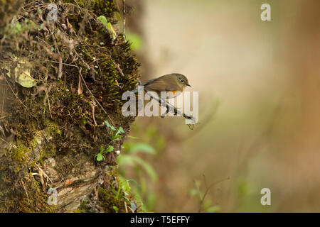 Himalaya Himalaya ou bluetail-rouge flanquée bush-robin, femme, Tarsiger rufilatus, lave, l'Inde. Banque D'Images