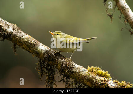 Blyth's leaf warbler Phylloscopus, reguloides, Parc National de Singalila, Darjeeling, West Bengal, India. Banque D'Images